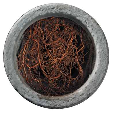 Tree roots growing inside a drain pipe